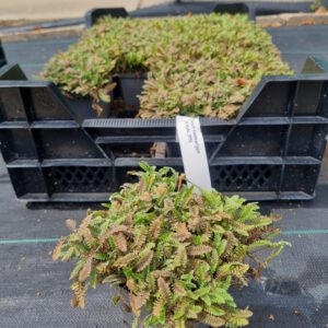 Leptinella squalida 'Platt's Black' - Koperknoopje