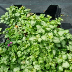 Lamiastrum maculatum 'Beacon Silver'