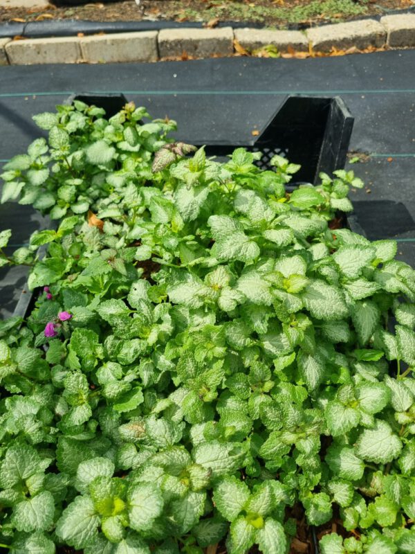 Lamiastrum maculatum 'Beacon Silver'