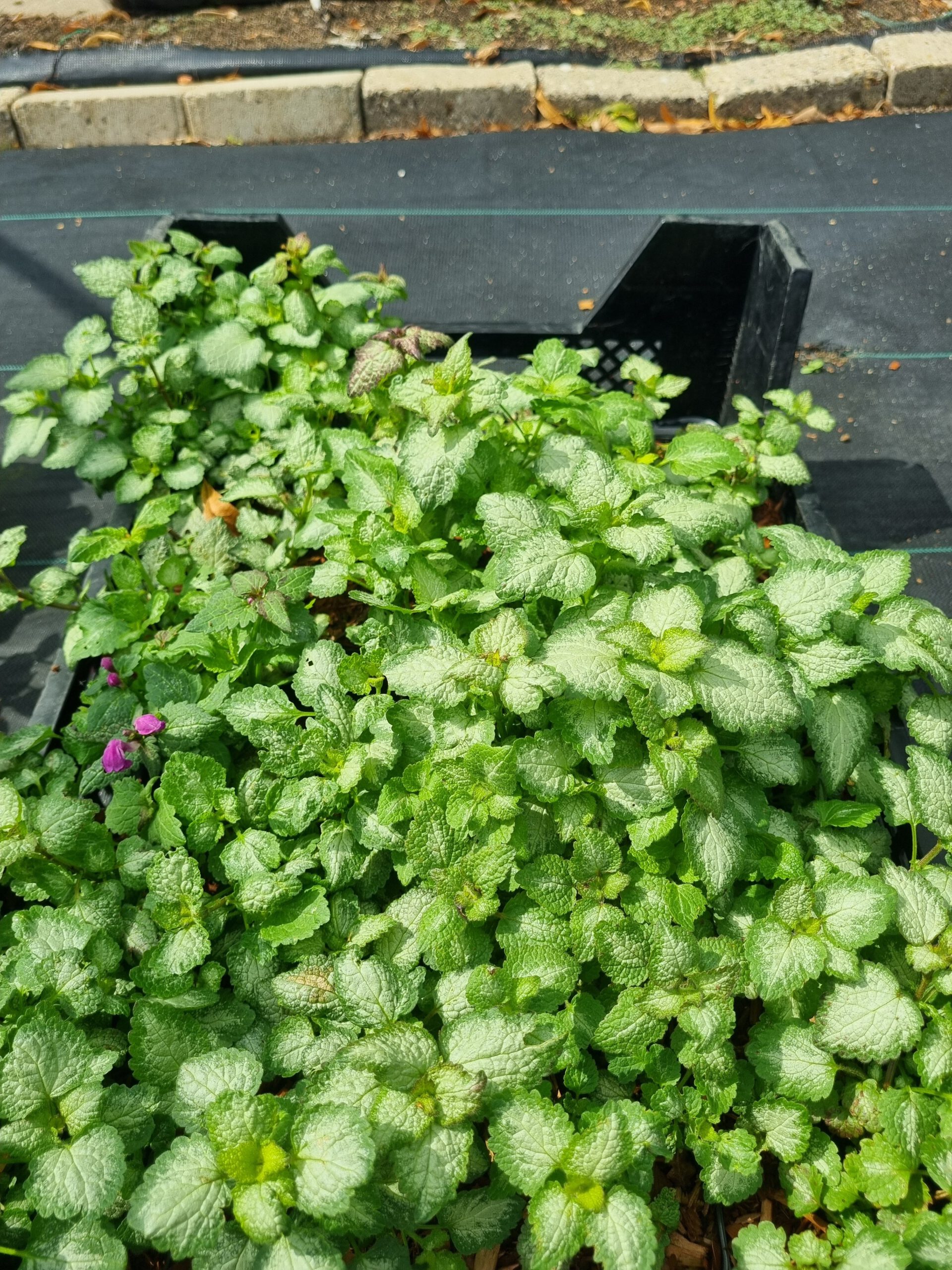 Lamiastrum maculatum 'Beacon Silver'