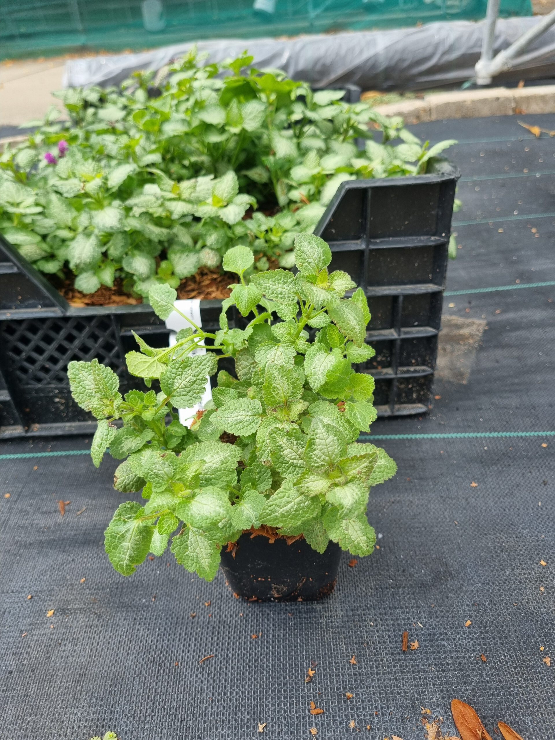 Lamiastrum maculatum 'Beacon Silver' - Afbeelding 4