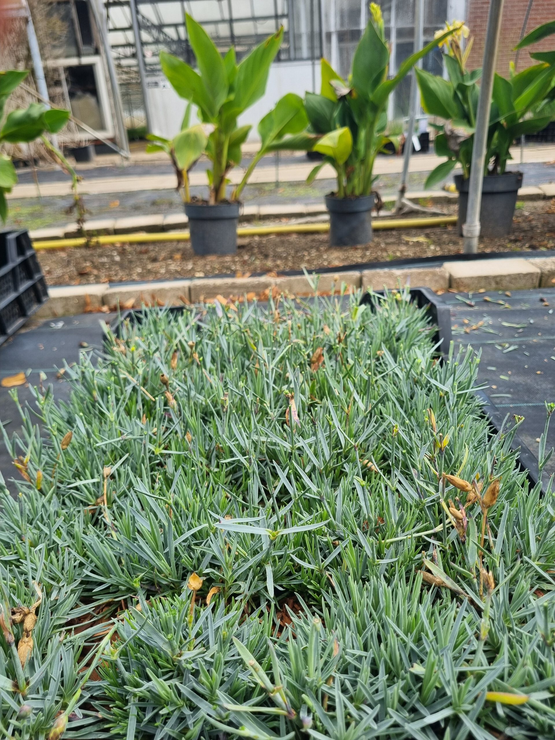 Dianthus gratianopolitanus 'Rotkappchen' - Rotsanjer - Afbeelding 2