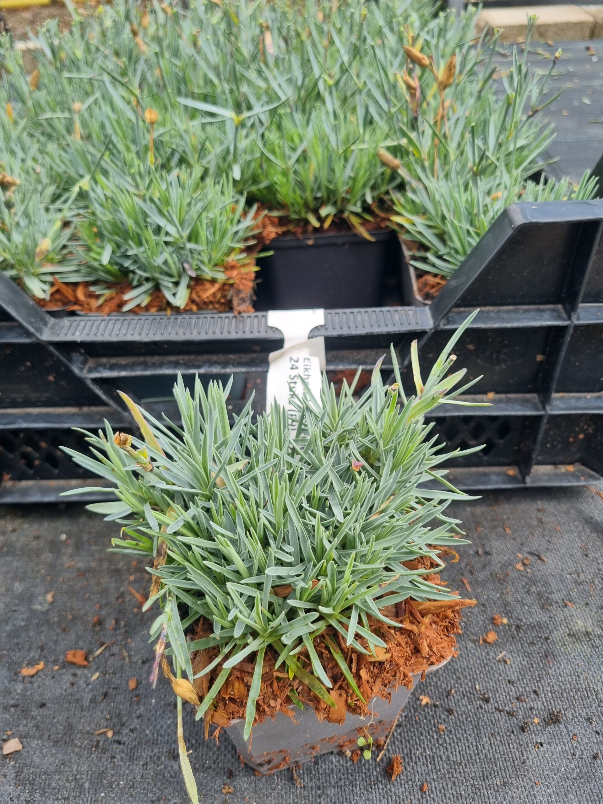Dianthus gratianopolitanus 'Rotkappchen' - Rotsanjer - Afbeelding 3