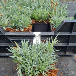 Dianthus gratianopolitanus 'Rotkappchen' - Rotsanjer