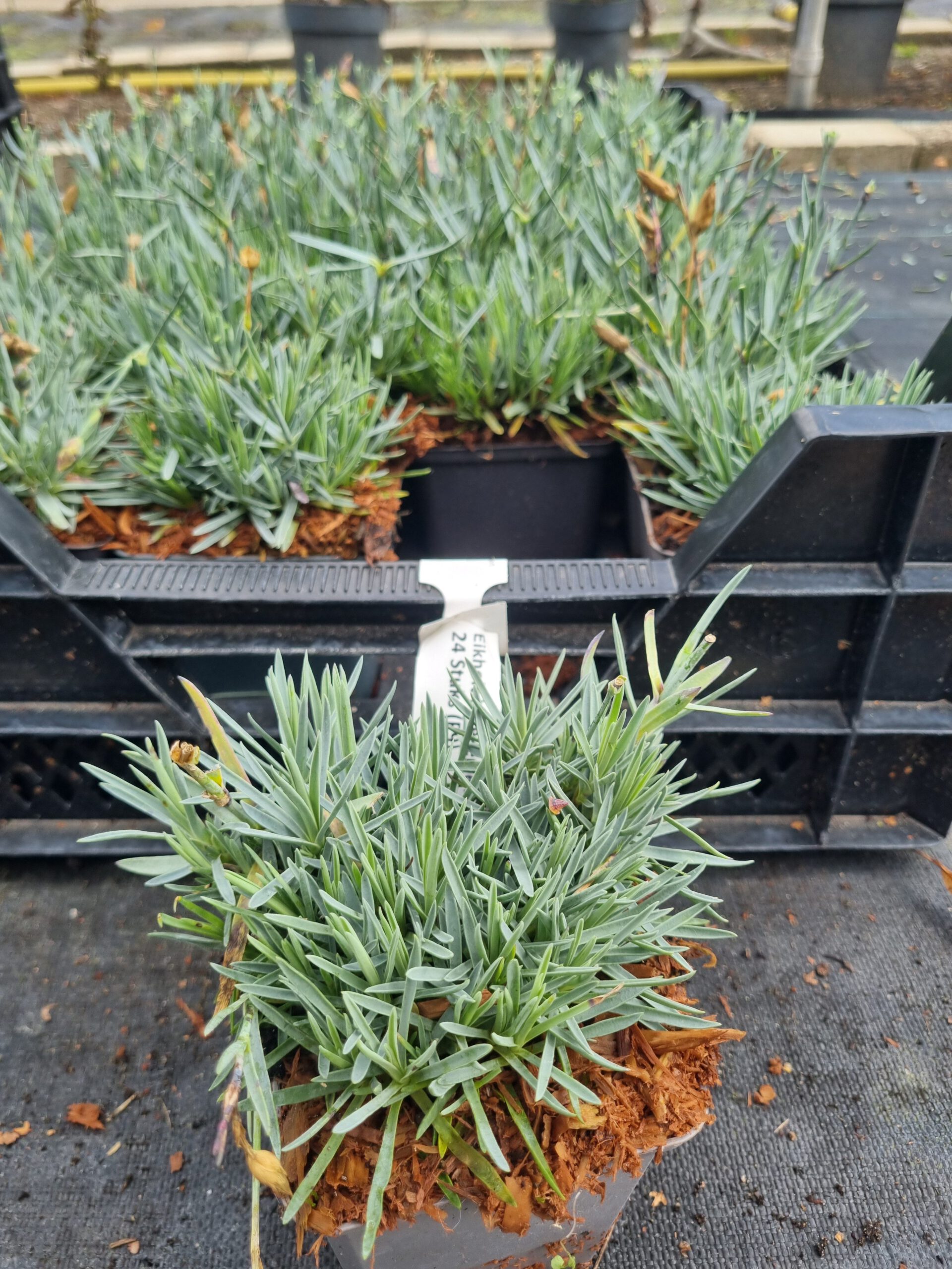 Dianthus gratianopolitanus 'Rotkappchen' - Rotsanjer