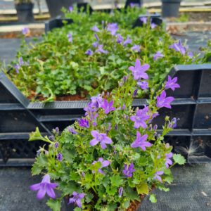 Campanula Portenschlagiana - Klokjesbloem