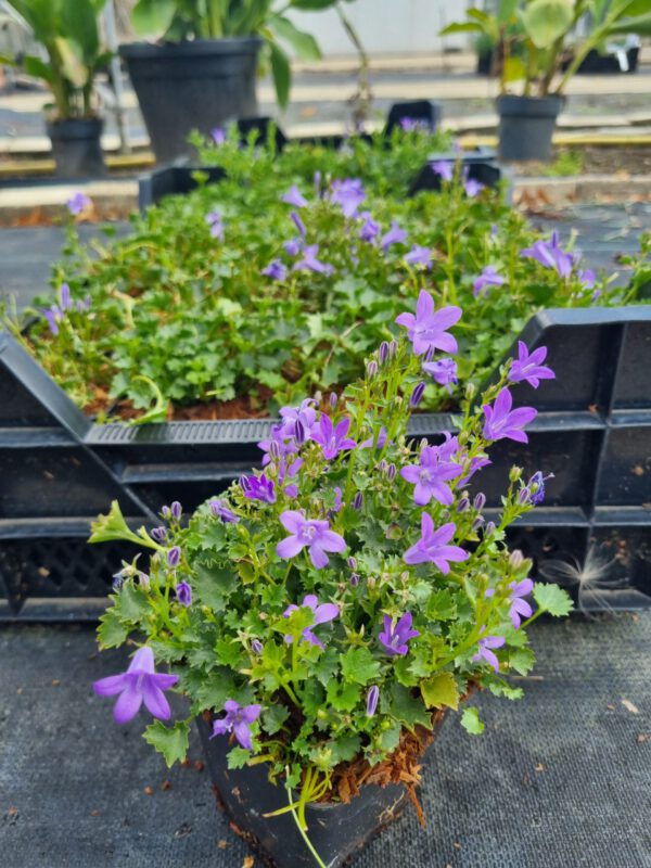 Campanula Portenschlagiana - Klokjesbloem