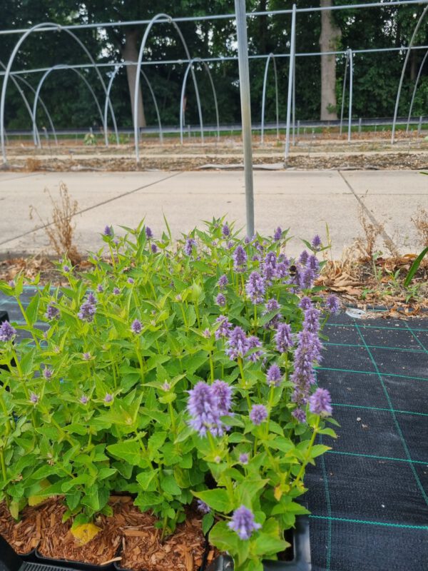 Agastache 'Blue Fortune' – Anijsnetel, dropplant - Afbeelding 6