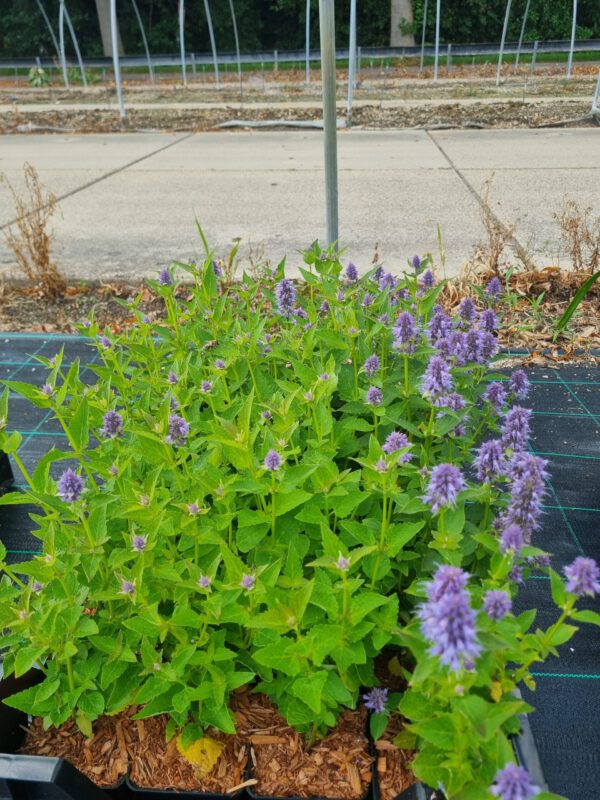 Agastache 'Blue Fortune' – Anijsnetel, dropplant - Afbeelding 3