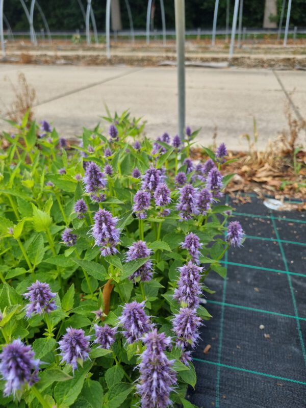 Agastache 'Blue Fortune' – Anijsnetel, dropplant - Afbeelding 4