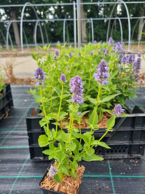Agastache 'Blue Fortune' – Anijsnetel, dropplant - Afbeelding 7