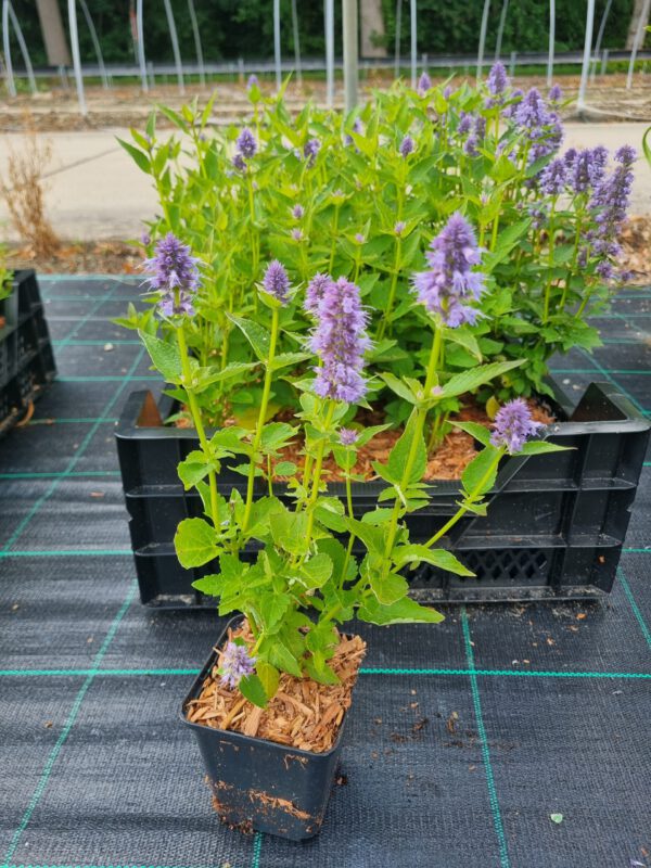 Agastache 'Blue Fortune' – Anijsnetel, dropplant - Afbeelding 5