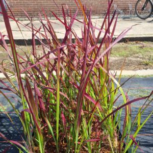 Imperata cylindrica 'Red Baron' – Japans Bloedgras
