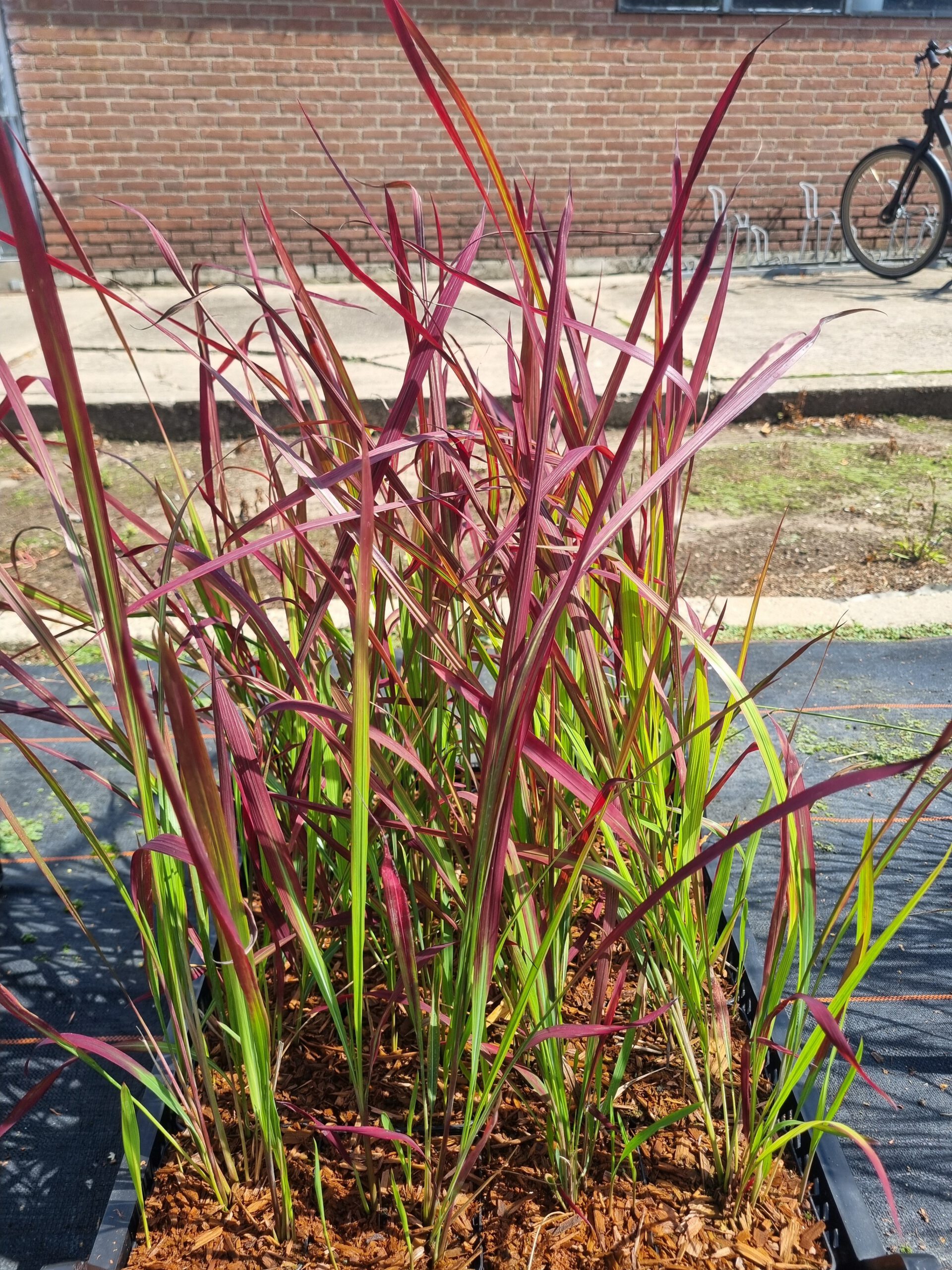 Imperata cylindrica 'Red Baron' – Japans Bloedgras