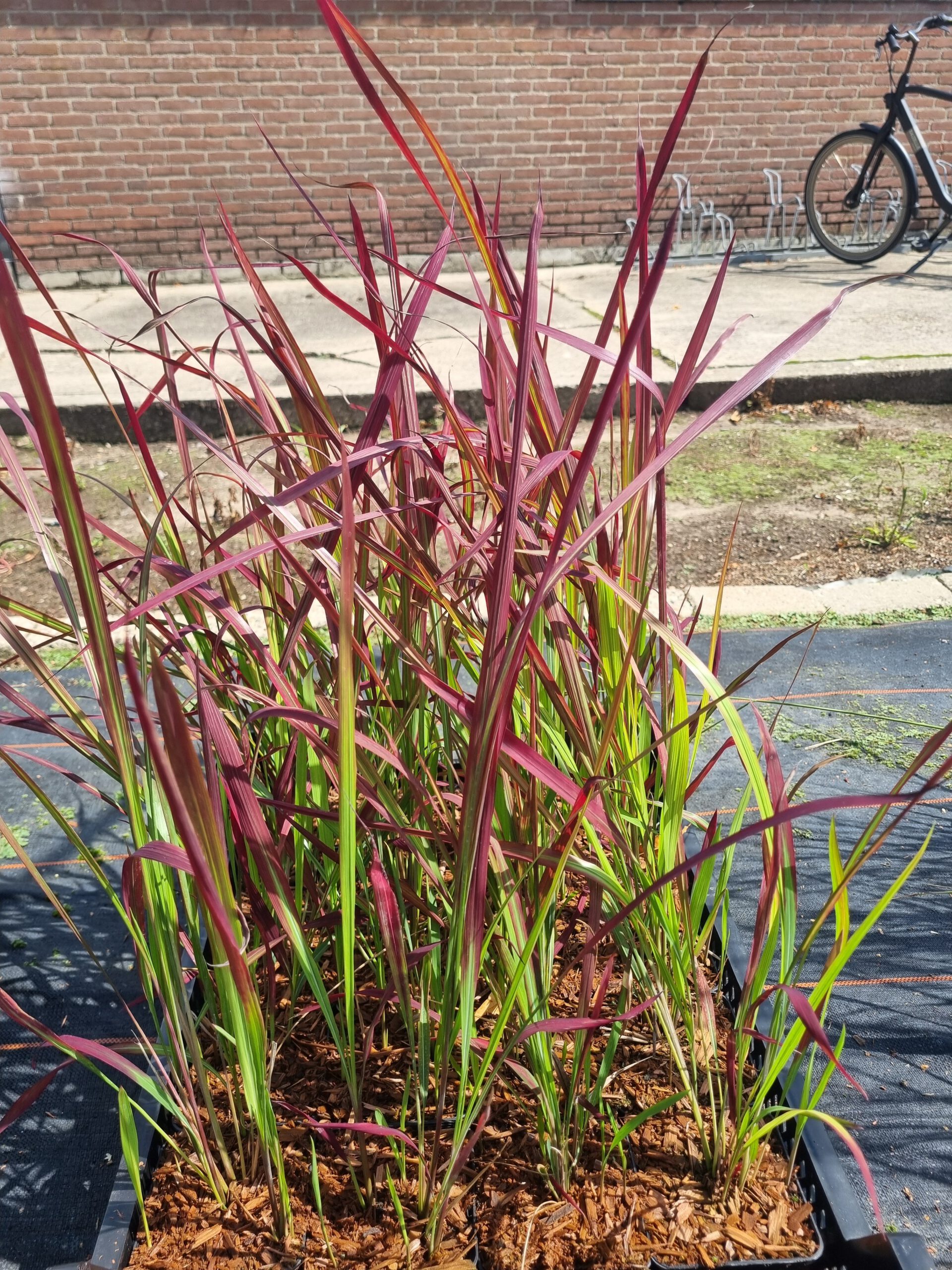 Imperata cylindrica 'Red Baron' – Japans Bloedgras - Afbeelding 2