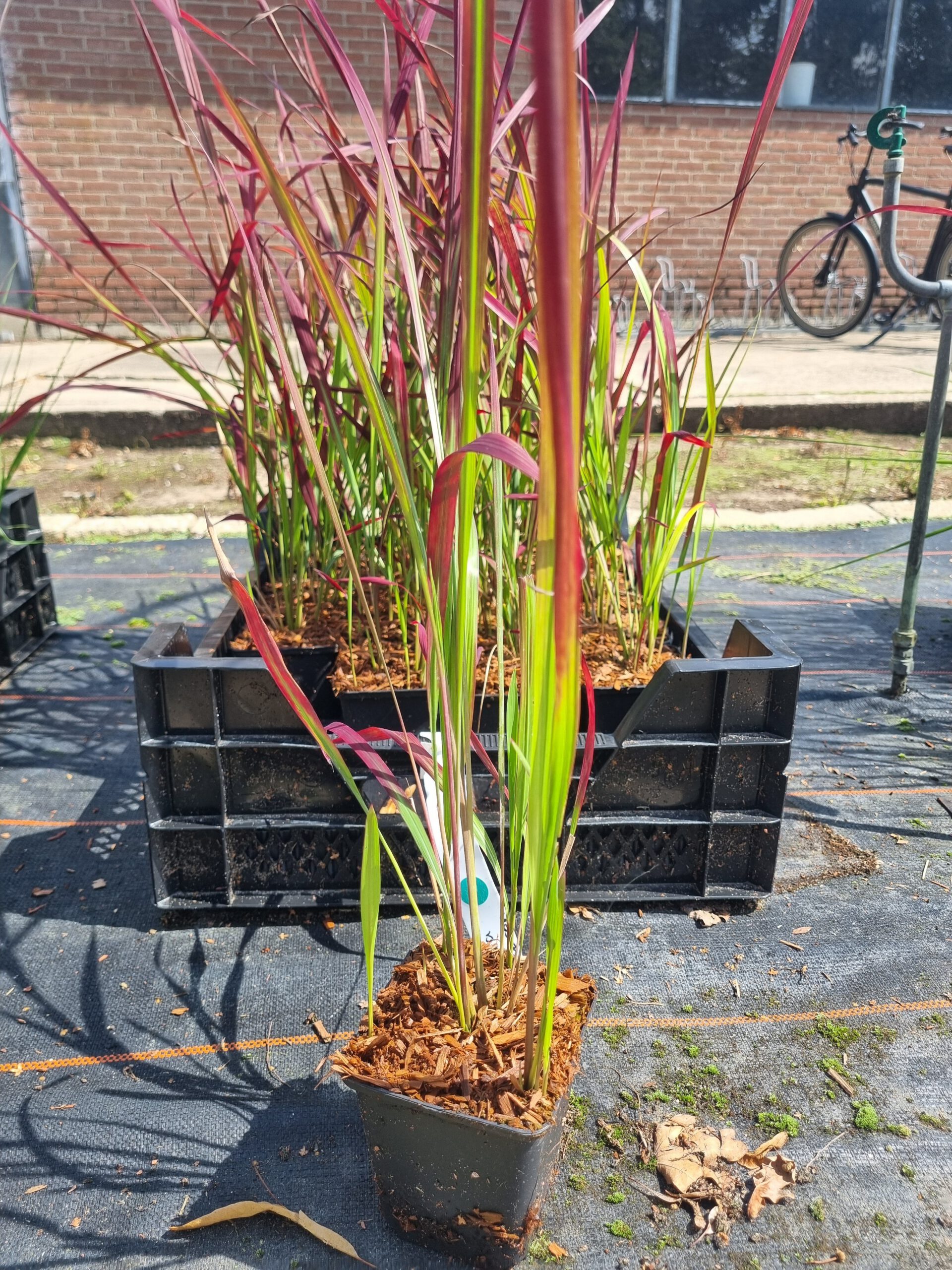 Imperata cylindrica 'Red Baron' – Japans Bloedgras - Afbeelding 3