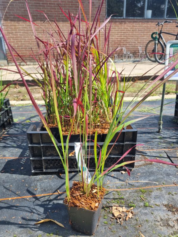 Imperata cylindrica 'Red Baron' – Japans Bloedgras - Afbeelding 4