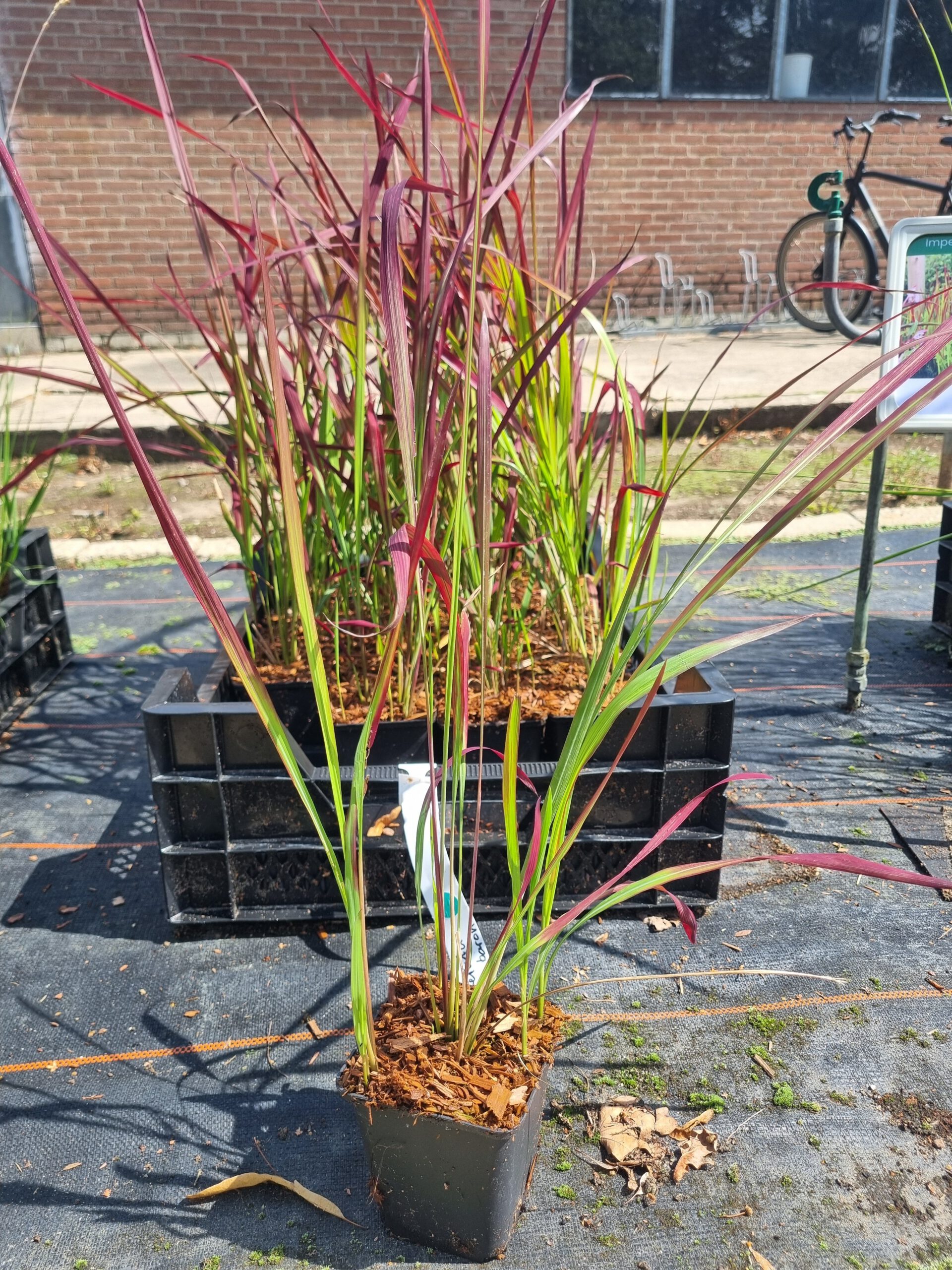 Imperata cylindrica 'Red Baron' – Japans Bloedgras - Afbeelding 4