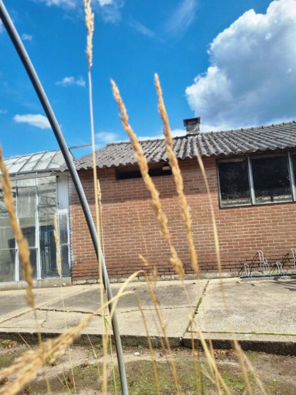 Calamagrostis acutiflora 'Overdam' – Bont Struisriet - Afbeelding 4