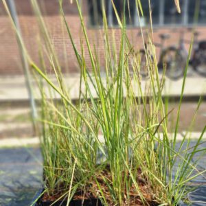 Calamagrostis acutiflora 'Overdam' – Bont Struisriet