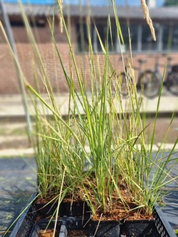 Calamagrostis acutiflora 'Overdam' – Bont Struisriet