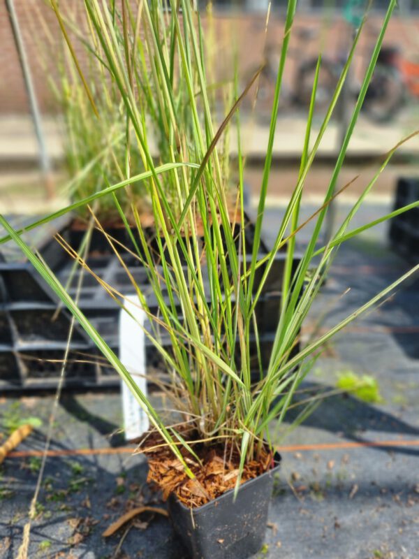 Calamagrostis acutiflora 'Overdam' – Bont Struisriet - Afbeelding 3