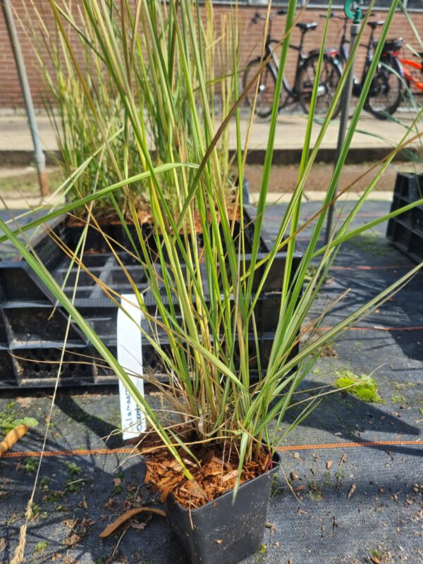 Calamagrostis acutiflora 'Overdam' – Bont Struisriet - Afbeelding 2