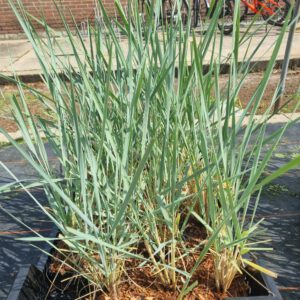 Leymus arenarius – Zandhaver