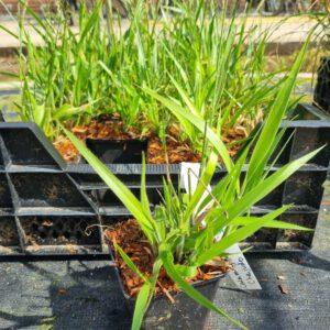 Calamagrostis ‘Cheju-Do’ – Struisriet