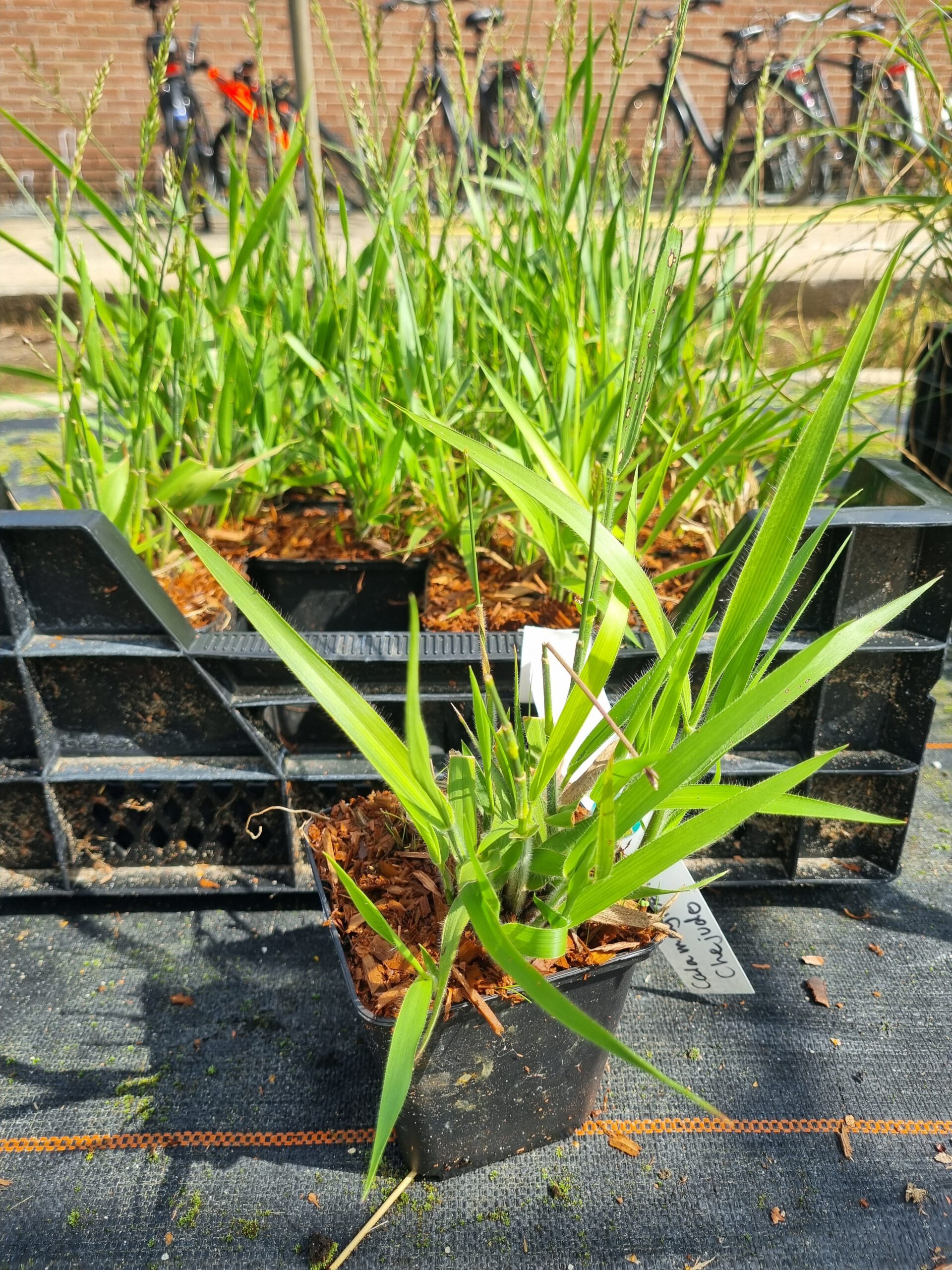 Calamagrostis ‘Cheju-Do’ – Struisriet