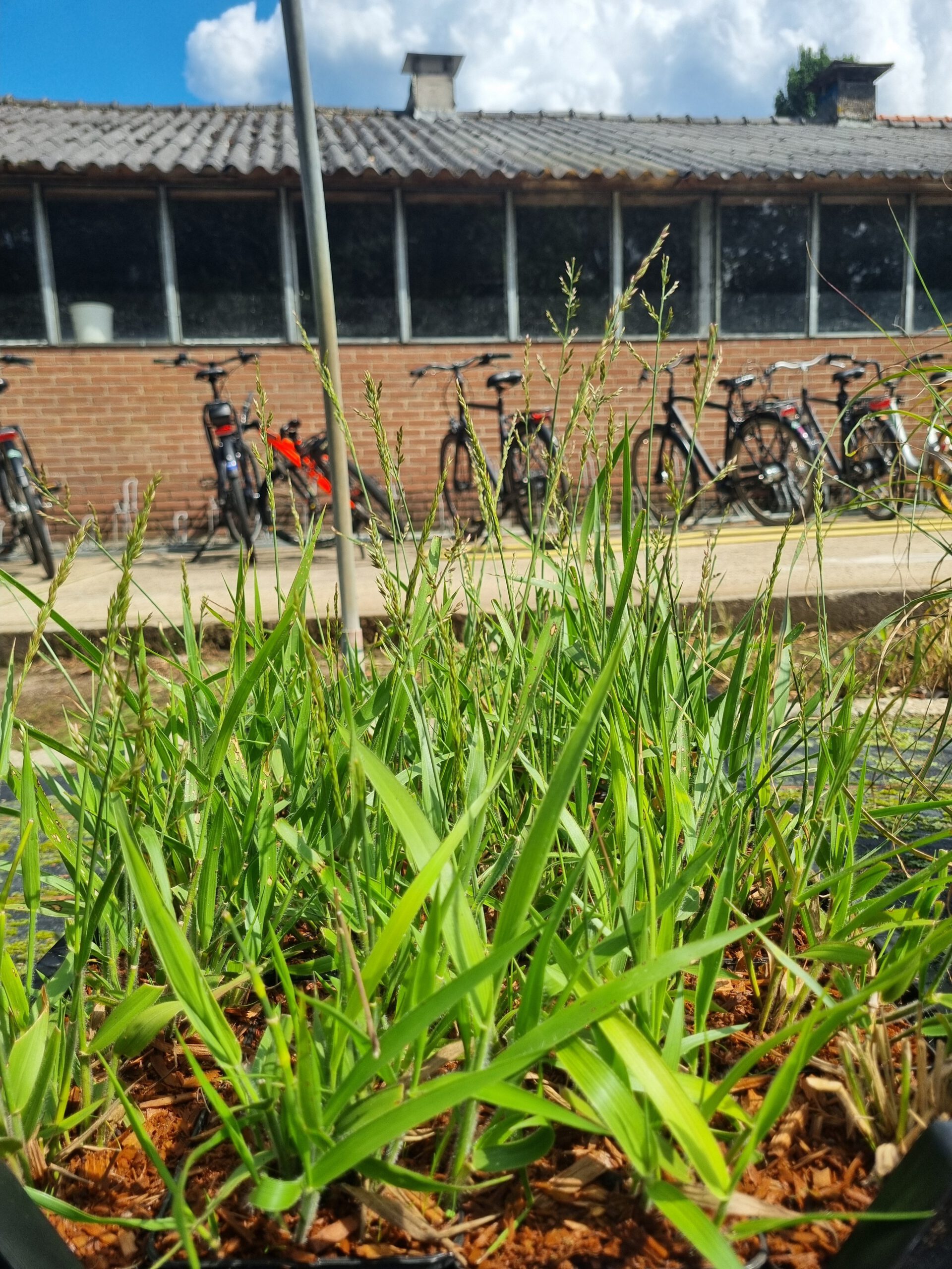 Calamagrostis ‘Cheju-Do’ – Struisriet - Afbeelding 2