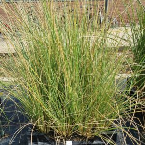 Festuca Mairei - Zwenkgras