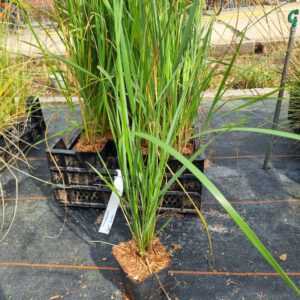 Calamagrostis acutiflora ‘Karl Foerster’