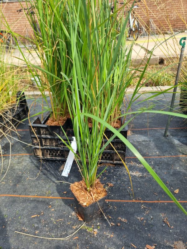 Calamagrostis acutiflora ‘Karl Foerster’