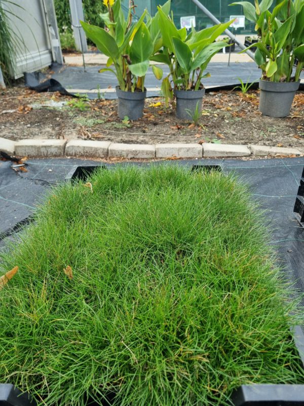 Festuca gautieri ‘Scoparia’ - Zwenkgras - Afbeelding 2