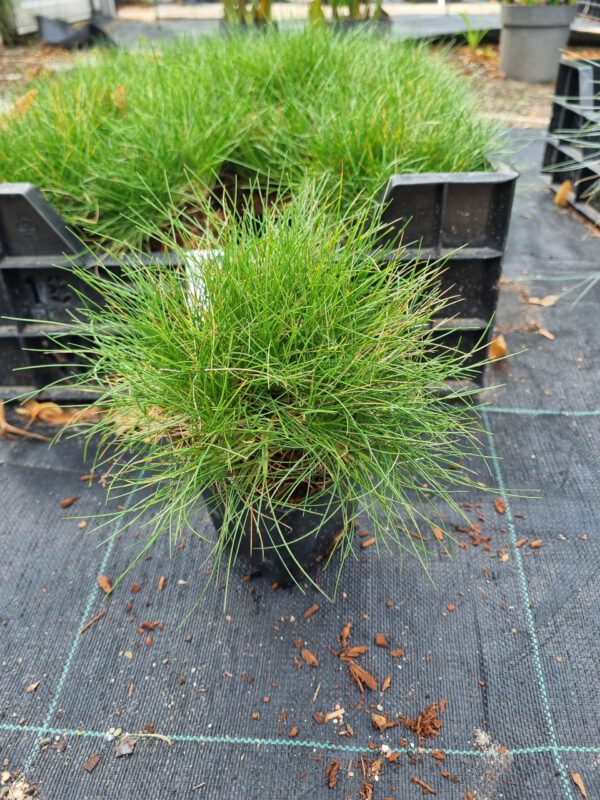 Festuca gautieri ‘Scoparia’ - Zwenkgras - Afbeelding 3