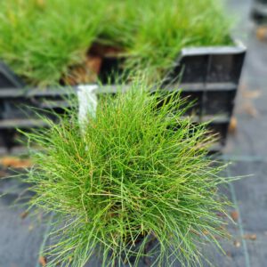 Festuca gautieri ‘Scoparia’ - Zwenkgras