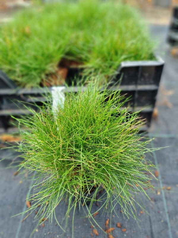 Festuca gautieri ‘Scoparia’ - Zwenkgras