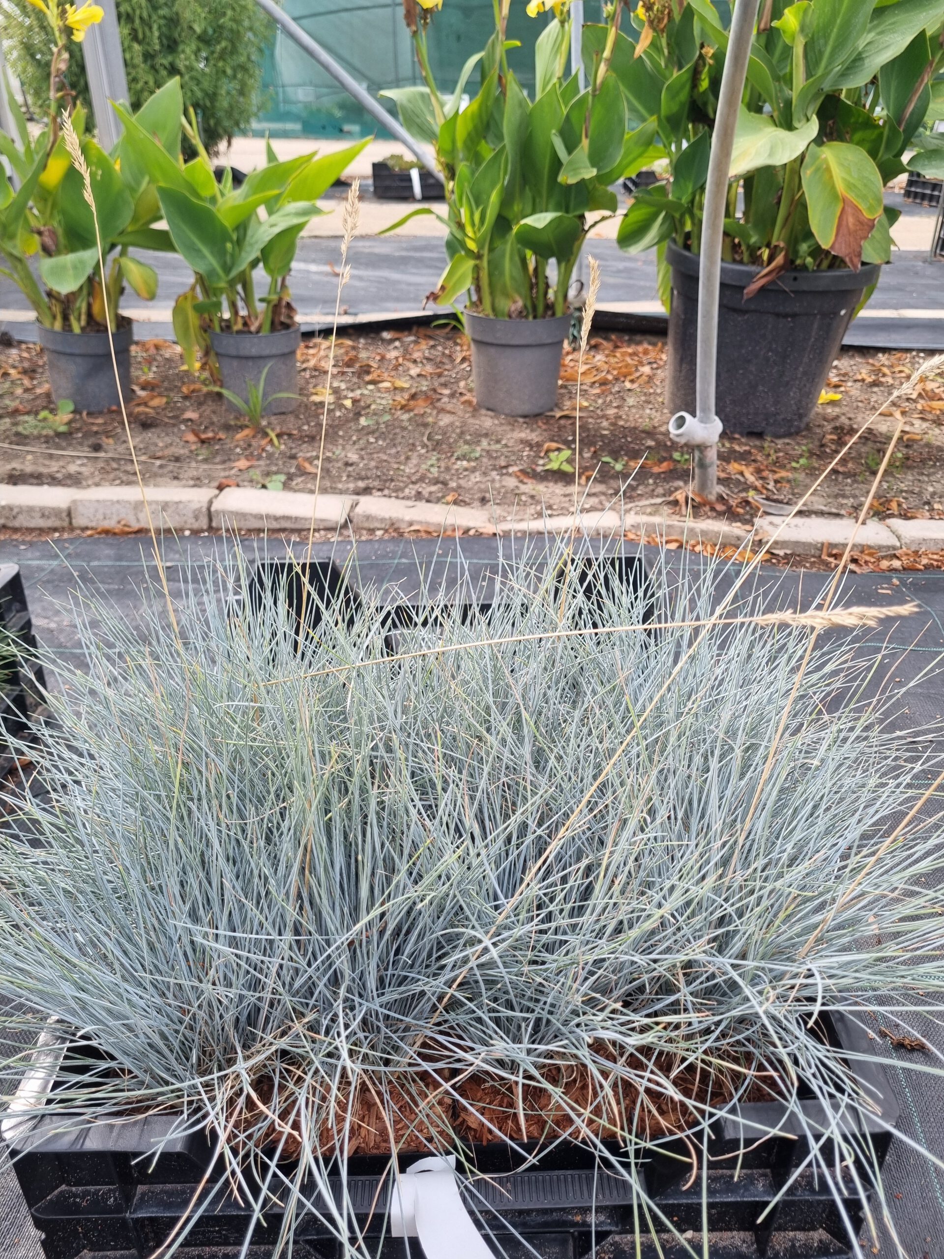 Festuca Glauca - Blauw schapegras - Afbeelding 2