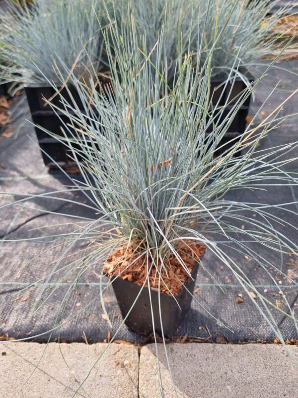 Festuca Glauca - Blauw schapegras - Afbeelding 4