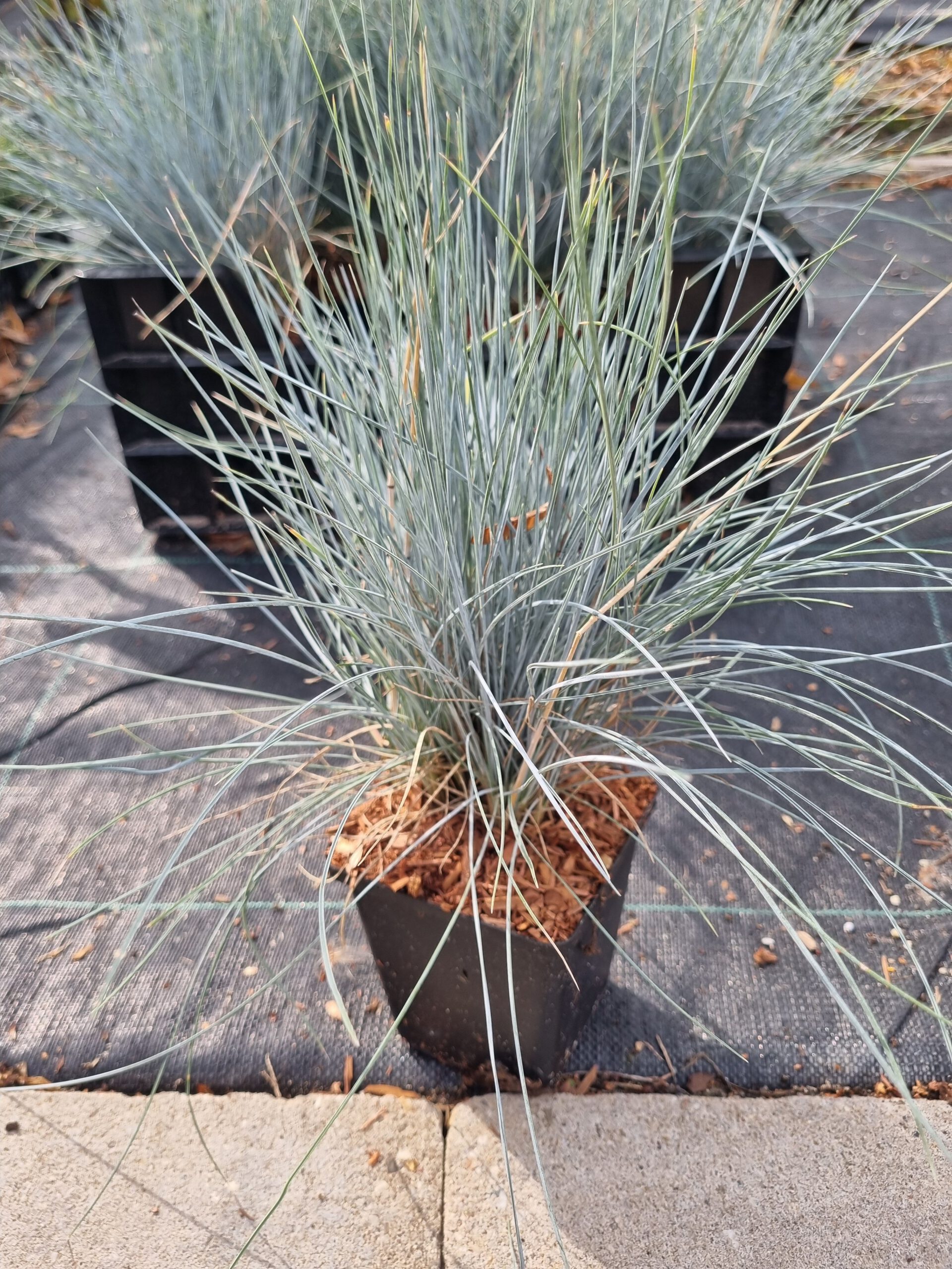 Festuca Glauca - Blauw schapegras - Afbeelding 4