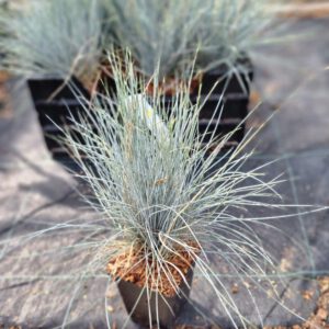 Festuca Glauca - Blauw schapegras