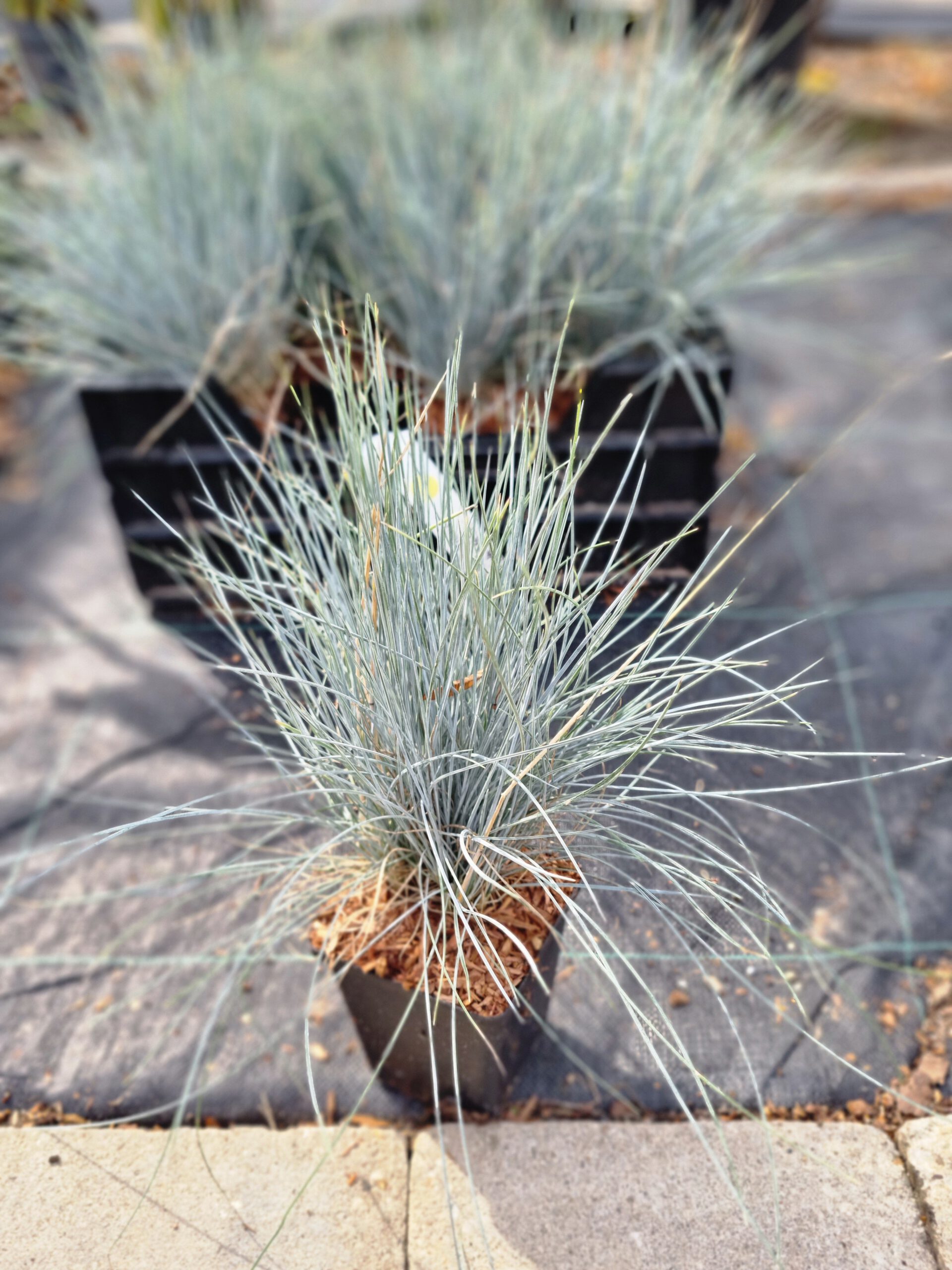 Festuca Glauca - Blauw schapegras
