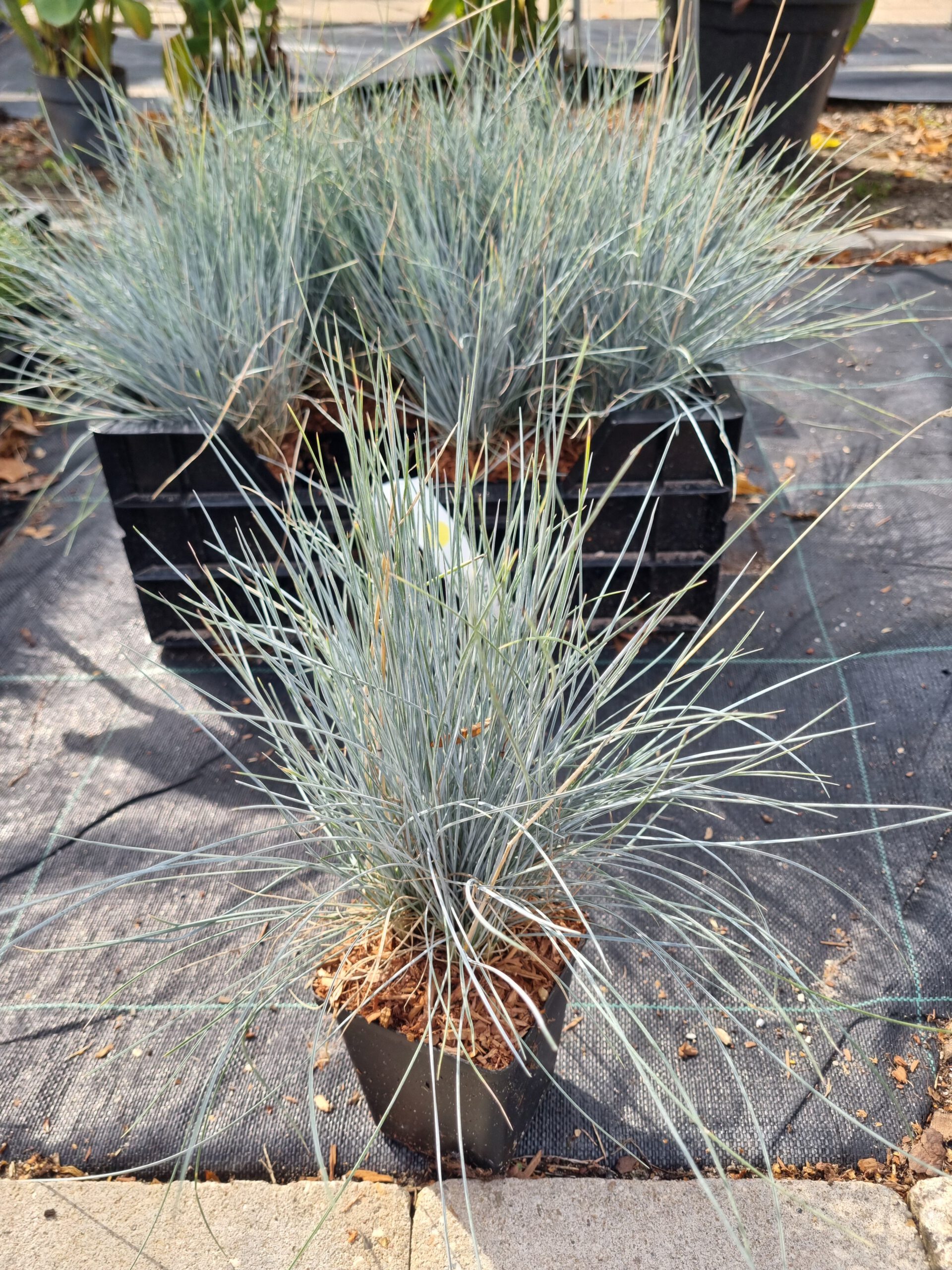 Festuca Glauca - Blauw schapegras - Afbeelding 3