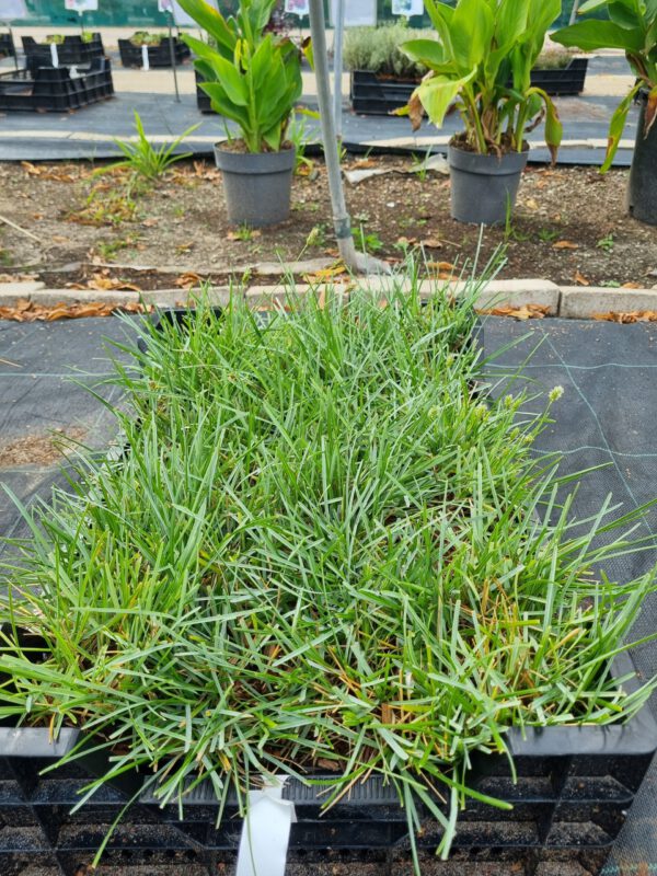 Sesleria caerulea – Blauwgras - Afbeelding 3