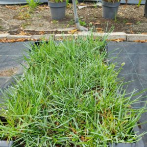 Sesleria caerulea – Blauwgras