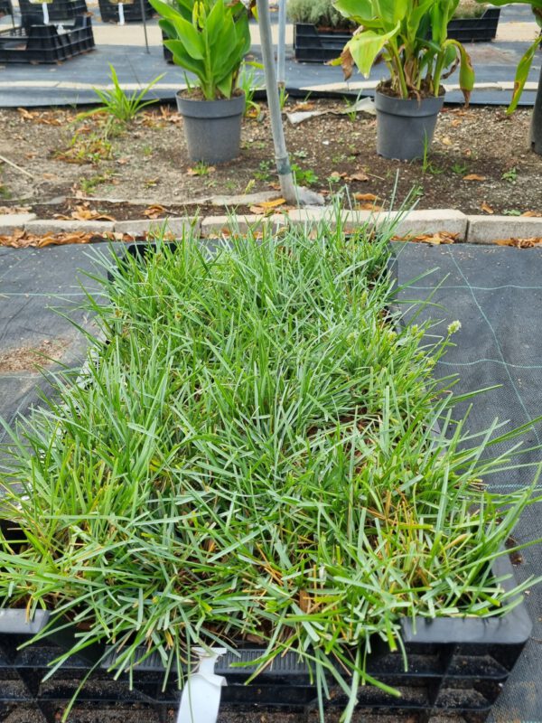 Sesleria caerulea – Blauwgras
