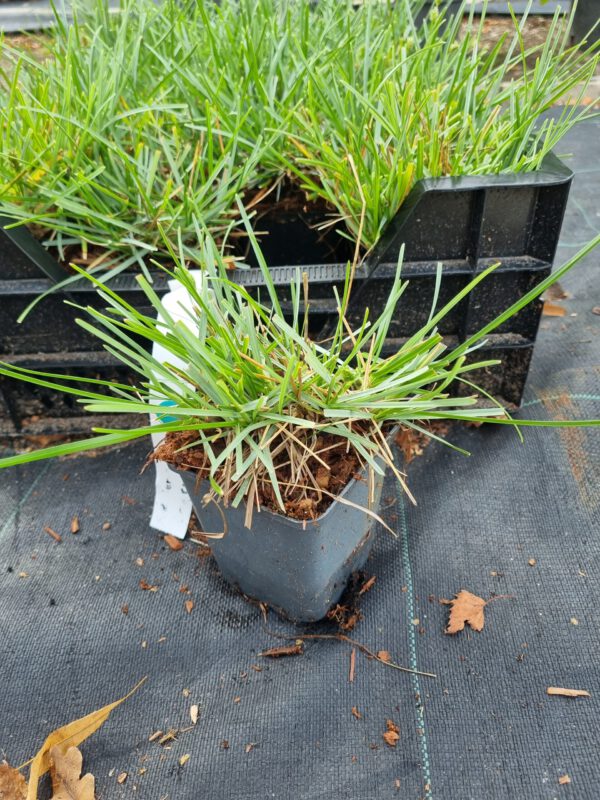 Sesleria caerulea – Blauwgras - Afbeelding 2