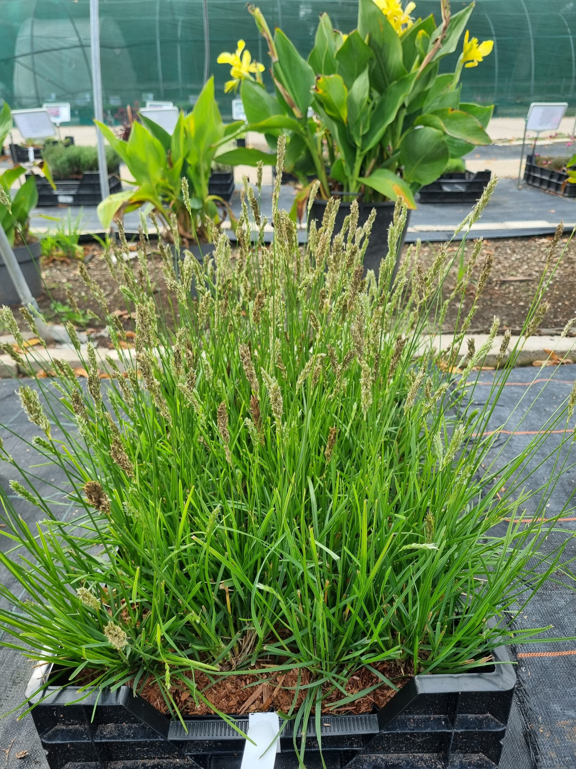 Sesleria 'Greenlee' – Blauwgras - Afbeelding 3