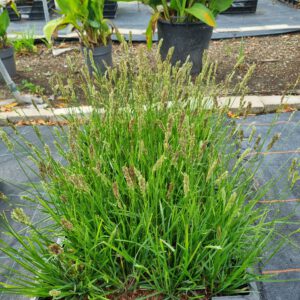 Sesleria 'Greenlee' – Blauwgras